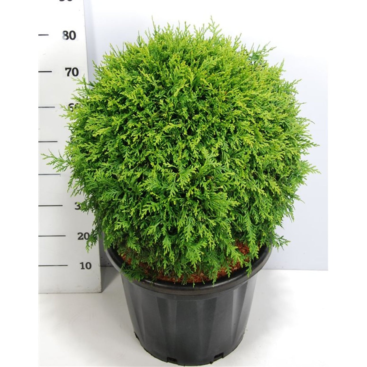 Thuja – Thuja occidentalis 'Brabant' - C35 60 cm. Bol